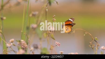 Tigre de plaine (Danaus chrysippus) AKA le monarque africain le papillon est trouvé de la Méditerranée à l'Afrique tropicale et l'Asie, et jusqu'à l'Australie. JE Banque D'Images