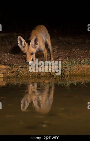 Renard rouge (Vulpes vulpes) près de l'eau la nuit. Le renard rouge est le plus grand des vrais renards, ainsi que le membre le plus dispersé géographiquement de t Banque D'Images