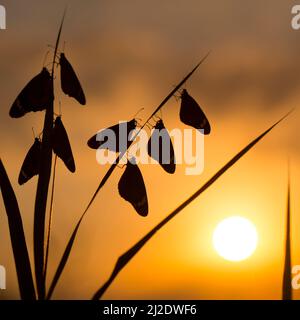 Papillons au repos pour la nuit silhoueté au coucher du soleil Banque D'Images