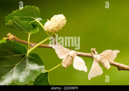 Silkmoth domestiqués sur une branche de mûrier blanc Banque D'Images