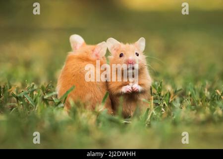 Hamster doré ou hamster de Syrie, (Mesocricetus auratus) sur la pelouse Banque D'Images