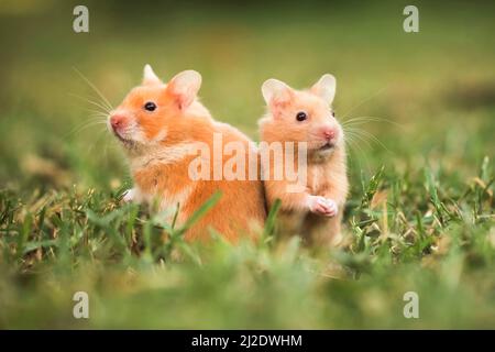 Hamster doré ou hamster de Syrie, (Mesocricetus auratus) sur la pelouse Banque D'Images