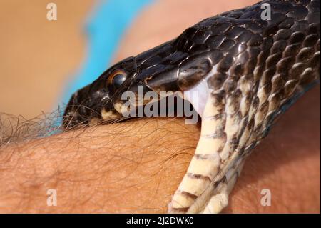 Whipsnake (Coluber jugularis Large) mord la main de son conducteur photographié en Israël en mai Banque D'Images