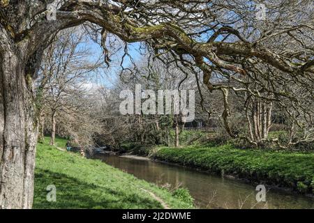 La rivière Plym coule à travers les bois de Marsh Mills avec un chien promenant en appréciant une journée frayeuse, sur la banque de Coypool un arbre endommagé par le temps. Déguisé par Banque D'Images