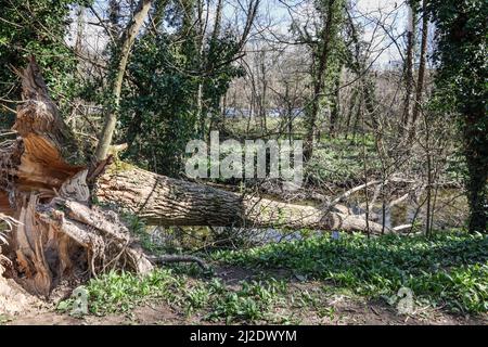 Un arbre dont le tronc est arraché du sol chevauche la rivière Plym qui traverse les bois de Plymbridge lors de son voyage vers Plymouth Sound Banque D'Images