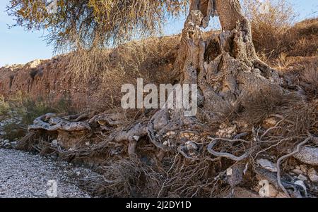 Système massif de racines d'un ancien pistachio atlantique Pistacia atlantica dans le lit de Wadi Nahal Arod en Israël exposé par l'érosion Banque D'Images