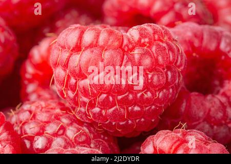Arrière-plan framboises. Gros plan sur les framboises mûres Banque D'Images