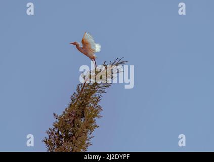 Un mouette blanche qui s'envolée du sommet d'un arbre. Famille Laridae dans le sous-ordre Lari. Famille des Sternidae. Banque D'Images