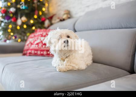 Mignon enfant. Garçon, enchâssant chien maltais blanc à la maison à Noël devant l'arbre de noël Banque D'Images