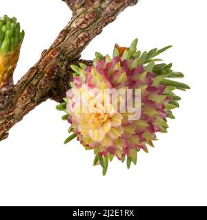 Un petit cône de pin - fleur femelle du mélèze. Banque D'Images