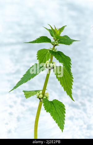 Album de Lamium, communément appelé ortie blanche ou ortie blanche morte, ortie morte. Isolée sur fond gris. Banque D'Images