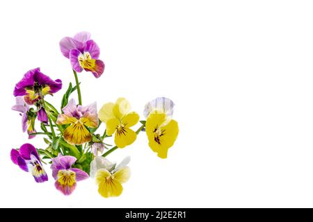 Pansies violettes fleurs il est isolé sur un fond blanc:pansies de champ viola arvensis est une espèce de violette Banque D'Images