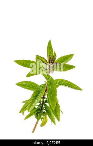 Verveine citronnée fraîche isolée sur blanc Banque D'Images