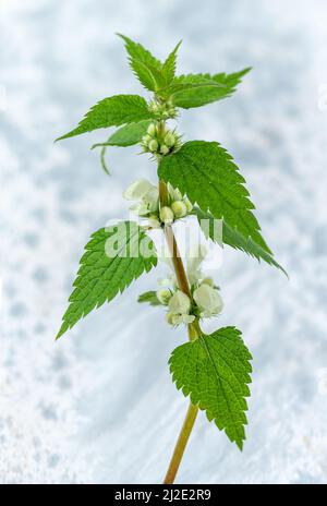 Album de Lamium, communément appelé ortie blanche ou ortie blanche morte, ortie morte. Isolée sur fond gris. Banque D'Images