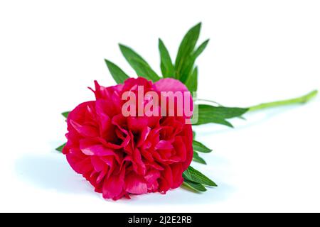 Paeoni de pivoine rouge, paeoniaceae de nom latin isolé sur fond blanc Banque D'Images