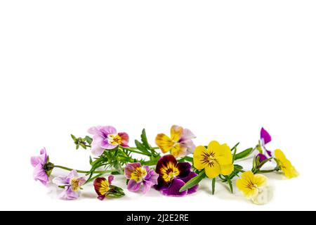 Pansies violettes fleurs il est isolé sur un fond blanc:pansies de champ viola arvensis est une espèce de violette Banque D'Images