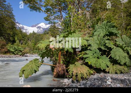 Chili, 27-01-2020, Nalca plante avec d'énormes feuilles le long d'une rivière dans le parc national de Corcovado en Patagonie le long de la Carretera Austral. Banque D'Images