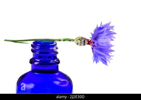 Myrtille et huile Banque D'Images