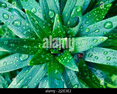 Gouttes de pluie sur les feuilles. Le nénuphar vert part après la pluie. Un petit coléoptère rouge sur une plante humide Banque D'Images