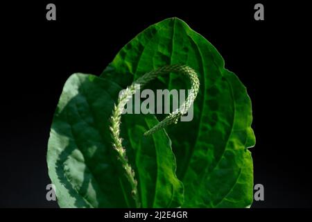 Feuilles vertes de plantain avec inflorescence sur fond noir Banque D'Images