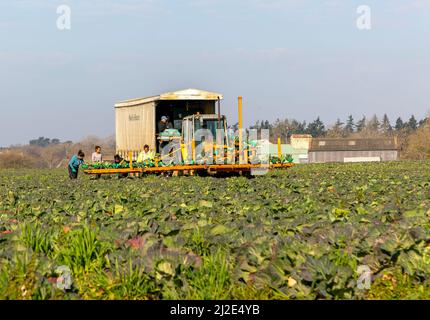 Travailleurs agricoles étrangers récoltant du chou dans les champs, Butley, Suffolk, Angleterre, Royaume-Uni Banque D'Images