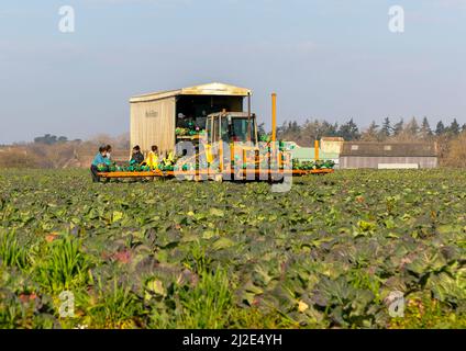 Travailleurs agricoles étrangers récoltant du chou dans les champs, Butley, Suffolk, Angleterre, Royaume-Uni Banque D'Images
