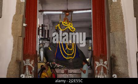 INDE, KARNATAKA, BANGALORE, février 2022, dévot au temple de Big Bull près de la statue de Bull, Bangalore, Karnataka, Inde Banque D'Images