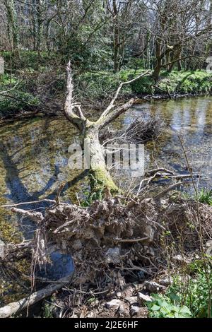 Un arbre déchu chevauche la rivière Plym traverse les bois de Plymbridge lors de son voyage vers Plymouth Sound Banque D'Images