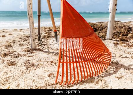 Orange rakes sur une plage pleine d'algues de la mer tandis que le problème de pollution de la plage augmente avec le changement climatique. Banque D'Images