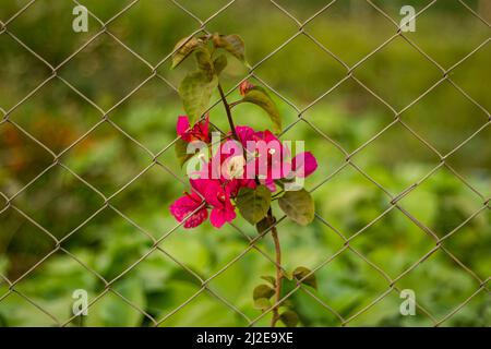 Les plantes de Bougainvillea ou de Nyctaginaceae sont également appelées Grand Bougainvillea et Fleur de papier. La façon la plus simple d'afficher les magnifiques fleurs de bo Banque D'Images