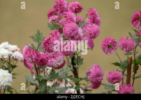 Les fleurs de Chrysanthemum rose et de Godawari fleurissent dans le jardin. Banque D'Images
