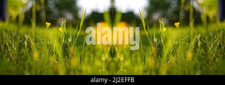 Flou artistique sur un magnifique champ de prairie. L'herbe fraîche et les fleurs de pissenlit jaune dans la nature arrière-plan flou. Bannière et cadre. Printemps d'été parfait naturel Banque D'Images