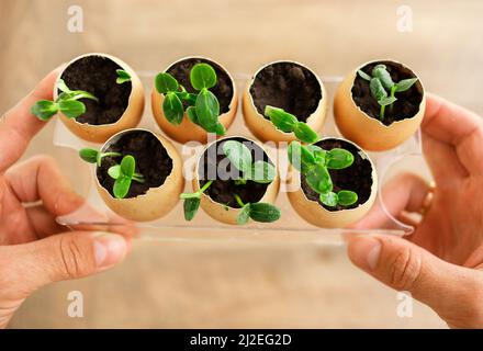 Plateau avec coquilles d'aubergines dans lequel poussent les pousses de concombre. Semis dans les mains des mâles. La croissance des semences. Banque D'Images