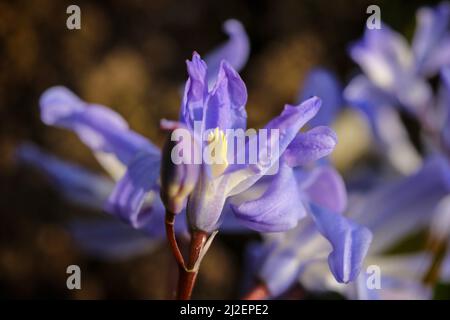 Fleur de jacinthaceae, macro gros plan, foyer sélectif, violet bleu fleur de printemps poussant dans le jardin. Fond de sol brun. Dublin, Irlande Banque D'Images