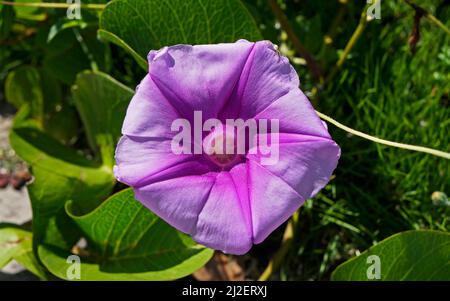 Plage Morning Glory (Ipomoea pes-caprae) Banque D'Images