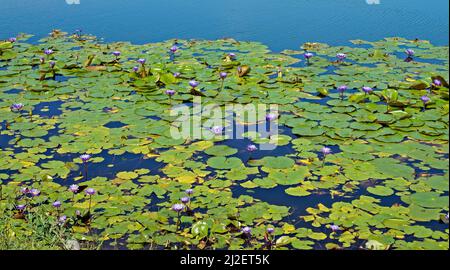 Lac aux fleurs de nénuphars bleu sacrées (Nymphaea caerulea) Banque D'Images