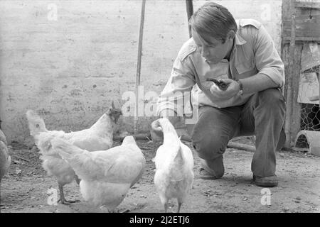 Culture/littérature l'écrivain Siegfried LENZ, Allemagne, s'accroupir, tenant une pipe de tabac dans sa main gauche, nourrissant des poulets de sa main droite, Lebollykke, 1 juillet 1973, Â Banque D'Images