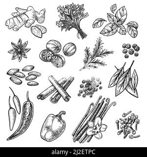 Ensemble d'esquisses d'épices. Cannelle dessinée à la main, cardamome, muscade, gingembre, clou de girofle, vanille, basilic, origan, romarin, poivre. Illustration vectorielle gravée pour Illustration de Vecteur