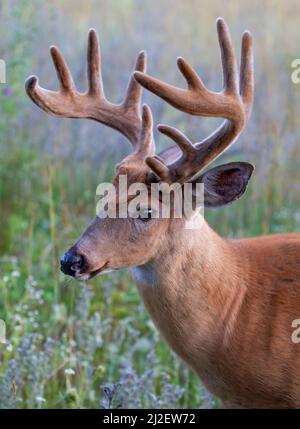 Le buck de cerf à queue blanche avec des bois de velours reposant dans un pré au printemps au Canada Banque D'Images