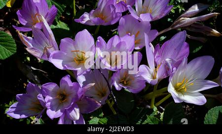 Un bouquet de fleurs violettes Colchicum Autumnale gros plan, vue de dessus de Colchicum Autumnale Banque D'Images