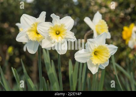 Gros plan des jonquilles blancs et jaunes (alias narcisse et jonquil), des vivaces florales de la famille des amaryllis. Banque D'Images