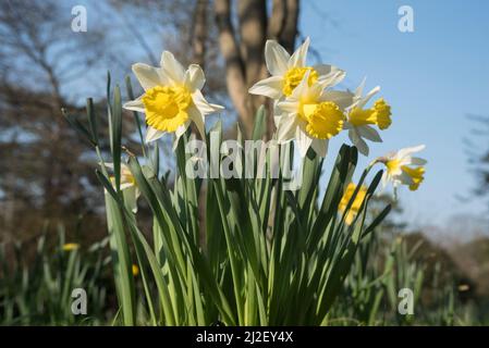 Gros plan des jonquilles blancs et jaunes (alias narcisse et jonquil), des vivaces florales de la famille des amaryllis. Banque D'Images