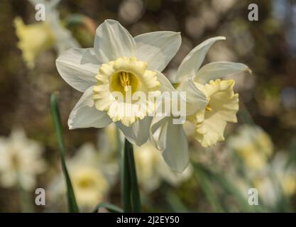 Gros plan des jonquilles blancs et jaunes (alias narcisse et jonquil), des vivaces florales de la famille des amaryllis. Banque D'Images