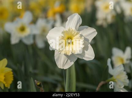 Gros plan des jonquilles blancs et jaunes (alias narcisse et jonquil), des vivaces florales de la famille des amaryllis. Banque D'Images