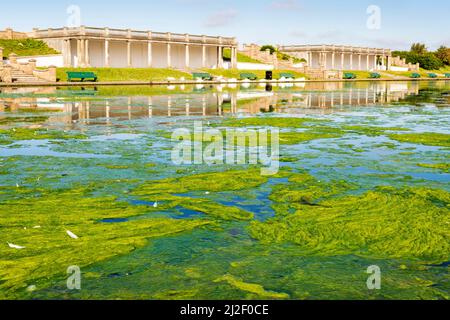 Les algues vertes épaisses ou les mauvaises herbes de l'étang couvrent de grandes zones d'un lac ornemental dans les jardins de Knap, Barry, un matin ensoleillé et lumineux. Banque D'Images