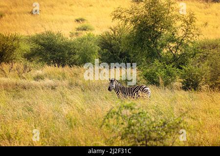 Zebra dans le parc national de Pilanesberg. Afrique du Sud. Banque D'Images