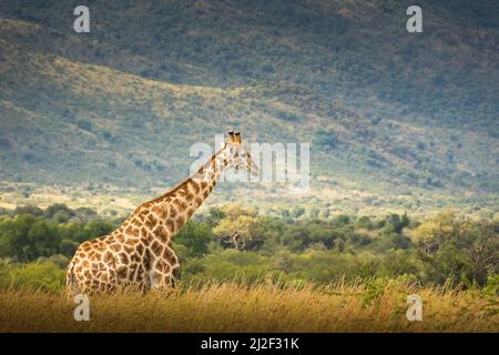 Girafe marchant dans la nature en Afrique du Sud au coucher du soleil. Banque D'Images