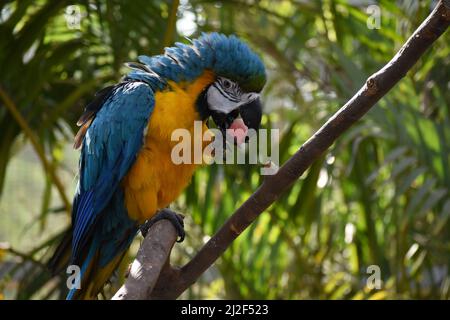 Macaw bleu et jaune mangeant un morceau de melon. Banque D'Images
