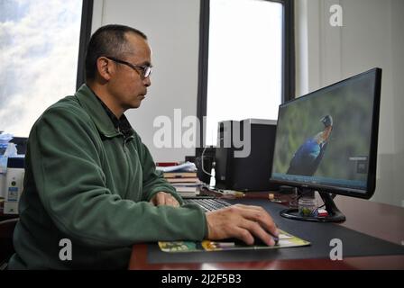 (220401) -- CHENGDU, 1 avril 2022 (Xinhua) -- il Xiaoan trie ses photos d'oiseaux à son bureau de la Réserve naturelle nationale de Wolong, dans la province du Sichuan, dans le sud-ouest de la Chine, le 23 mars 2022. He Xiaoan, 55 ans, un membre du personnel de la Réserve naturelle nationale de Wolong, est également un observateur d'oiseaux qui observe les espèces, les habitudes et les traces d'oiseaux ici. Bon nombre des photos qu'il a prises sur les 293 espèces d'oiseaux de Wolong sont devenues une référence précieuse pour l'étude de la diversité des oiseaux. Il espère inspirer les gens avec des vidéos et des photos qu'il a prises pour participer aux travaux de protection de l'environnement écologique et de la biodiversité o Banque D'Images