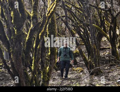 (220401) -- CHENGDU, le 1 avril 2022 (Xinhua) -- He Xiaoan cherche des oiseaux dans la réserve naturelle nationale de Wolong, dans la province du Sichuan, au sud-ouest de la Chine, le 23 mars 2022. He Xiaoan, 55 ans, un membre du personnel de la Réserve naturelle nationale de Wolong, est également un observateur d'oiseaux qui observe les espèces, les habitudes et les traces d'oiseaux ici. Bon nombre des photos qu'il a prises sur les 293 espèces d'oiseaux de Wolong sont devenues une référence précieuse pour l'étude de la diversité des oiseaux. Il espère inspirer les gens avec des vidéos et des photos qu'il a prises pour participer aux travaux de protection de l'environnement écologique et de la biodiversité des réserves naturelles. (Xinhua/L. Banque D'Images